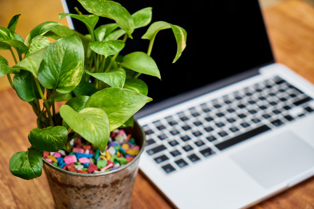 How Aurora Digital Solution Helps Businesses Go Green